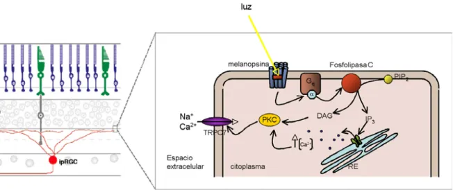 Figura 8: Posible mecanismo molecular de la fototransducción en las ipRGC.  