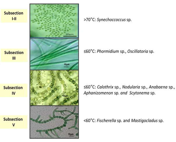 Figure 8. Cyanobacteria subsections reported in microbial mats of hot springs. Unicellular  (Synechococcus  sp.;  Steunou  et  al.,  2006-2008),  filamentous  without  heterocystous  (Phormidium  sp