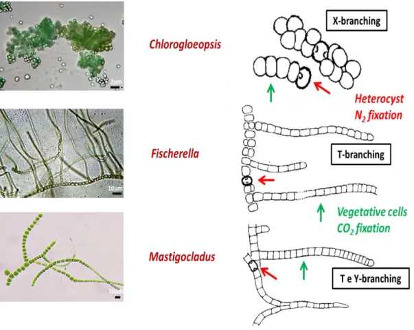 Figure 9. Morphological characterization of Stigonematal order. Different division plane of  principal  filament,  width  of  vegetative  cells,  type  of  branching  and  heterocysts  are  the  principal differences between them according with Anagnostidi