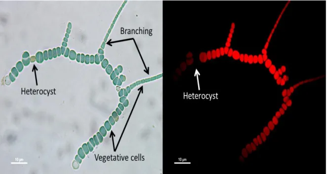 Figure  12. Stigonematal  cyanobacteria “strain  CHP1” isolated  from  Porcelana hot  spring