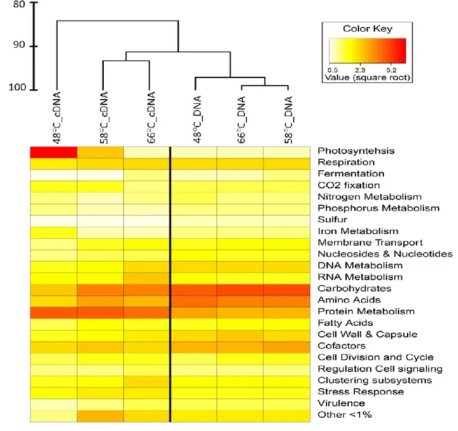 Figure 4. Clustering of DNA and cDNA samples representing the global metabolisms  recorded and actives across the temperature gradient in Porcelana hot spring