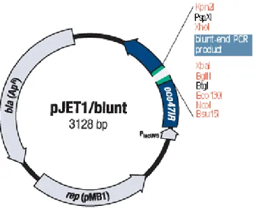 Figura 1. Mapa circular del plasmidio pJET1/blunt (Fermentas,GmbH, Alemania) y puntos de  referencia en la secuencia
