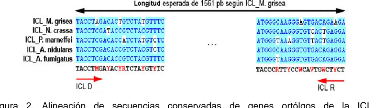 Figura 2. Alineación de secuencias conservadas de genes ortólgos de la ICL y  oligonucleótidos diseñados