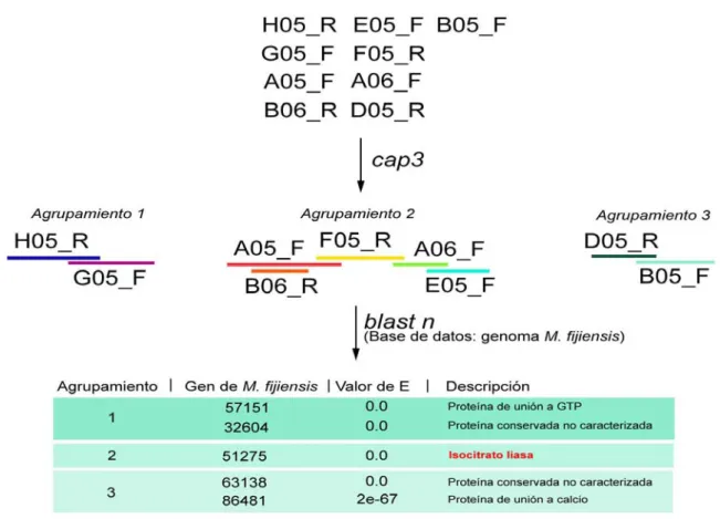Figura 5. Resultados del agrupamiento de secuencias de los clones recombinantes y la  comparación con el genoma de M