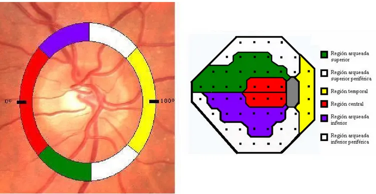 Figura 21 Relación topográfica entre el disco óptico y el campo visual 