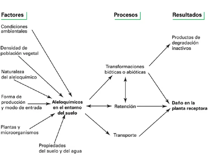 Figura 1. Esquema que muestra los factores y procesos que influyen en la interacción  aleloquímico-suelo (Leicach, 2005)