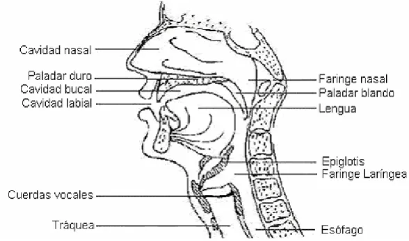 Figura 1.2 Aparato fonador humano  1.1.2 Introducción a los trastornos del lenguaje 