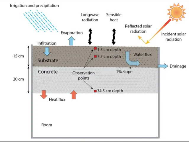 Figure 2-4.Green roof conceptual model used to run the numerical simulations. The  numerical discretization used to solve the governing equations and the locations of 