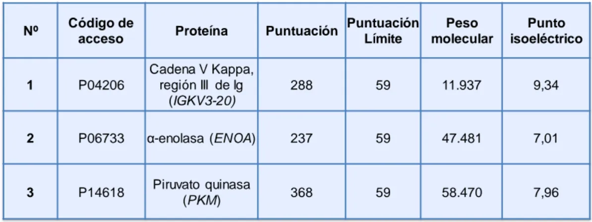 Tabla 5: Identificación de proteínas modificadas por AX-B en la fracción de lisados  de linfocitos B tratados con AX-B a 0,5 mg/ml