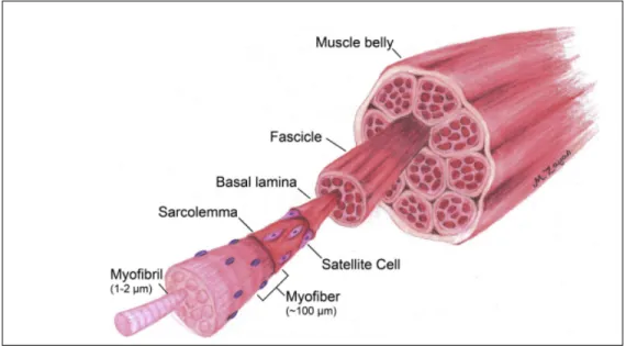 Figure 1. Schematic illustration of skeletal muscle tissue organization.  