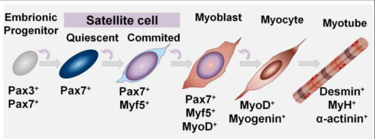 Figure 3. Schematic representation of the myogenic cell lineage. 