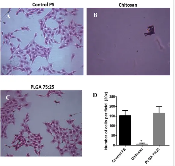 Figure 8. C2C12 myoblast culture on chitosan and PLGA 75:25 films in proliferative conditions