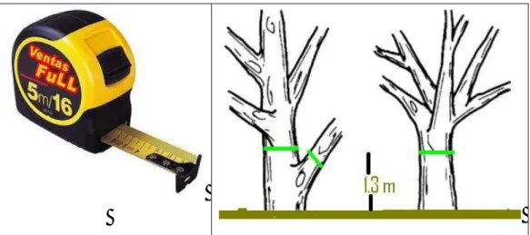 Figura 8 Medición de alturas: aparatos de medida utilizados, Suunto para las visuales a la  copa y a la base del árbol, y cinta métrica para posicionarse a una distancia conocida  