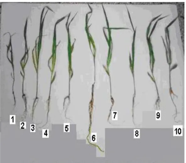 Fig. 1 Efecto de las variantes de compost sobre los indicadores morfofisiológicos de  la planta indicadora