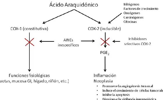 Figura 1.- Representación esquemática del metabolismo del ácido araquidónico  (Global Resource for Advancing Cancer Education).
