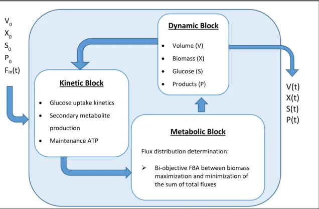 Figure 2 - Iterative structure of the model. V refers to culture volume [L], F IN  is the feeding policy used in fed-batch  cultures, X, S and P are biomass, limiting substrate and Product concentration in [g/L] respectively
