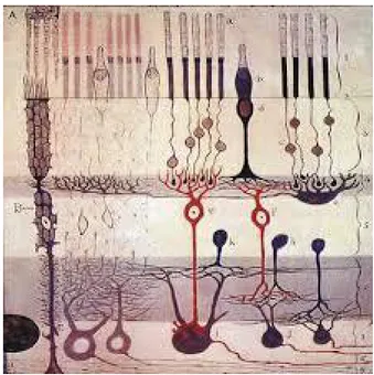 Fig.  1.  Organización  estructural  de  la  retina  en  capas,  mostrando  los  fotorreceptores,  células  amacrinas  y  células  ganglionares