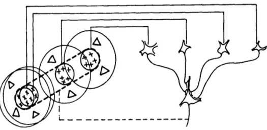 Fig. 3. Campos receptivos circulares de las CGR, CGL y células simples de V1, 