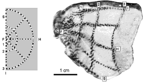 Fig. 4. Columnas de dominancia ocular en V1. Experimento de Roger Tootell  mediante  inyección  de  2-deoxiglucosa  radioactiva
