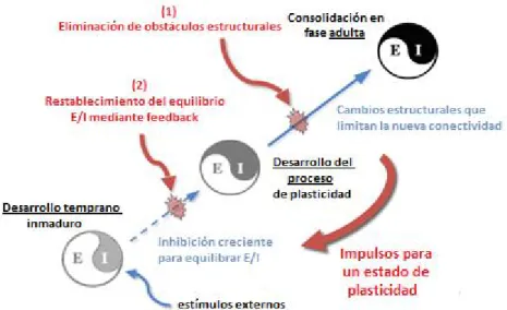 Fig. 7. Mecanismos excitatorios (E) e inhibitorios (I) implicados en la  plasticidad  cerebral