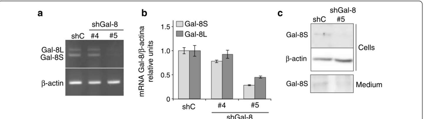 Fig. 1  Gal-8 silencing in U87 glioma cells. U87 cells were transduced with lentiviral particles containing Gal-8-silencing shRNAs (shGal-8#4 or shGal- shGal-8#5) or irrelevant shRNA (shC)