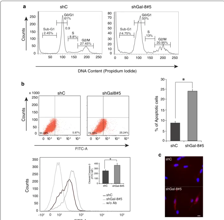 Fig. 4  Gal-8 partial silencing increases apoptosis in U87 cells. a Flow cytometry analysis of cell cycle and fragmented DNA