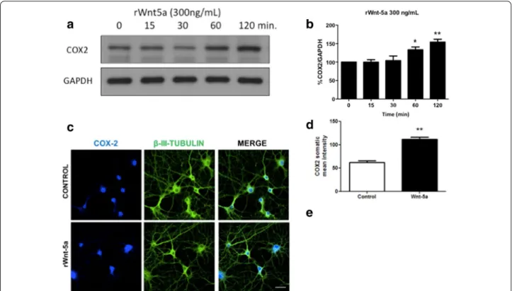 Fig. 3  Wnt-5a treatment increases the expression of COX2 in a time-dependent manner. a WB analysis of COX2 levels in hippocampal neurons  treated with recombinant Wnt-5a (300 ng/mL) at different time points