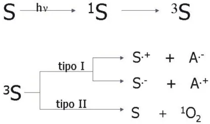 Figura  I-1:  Mecanismos  de  las  reacciones  fotosensibilizadas :  Resumen  de  algunos estados energéticos posibles en los cuales pasa un compuesto fotoquímico después  de haber absorbido un  quantum de luz,  desde su  estado basal a  estado singulete y