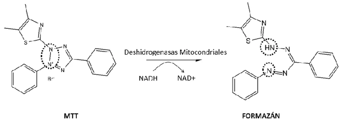 Figura  II-2:  Reacción  de  MTT  a  formazán  por  acción  del  metabolismo  de  enzimas mitocondriales [72]