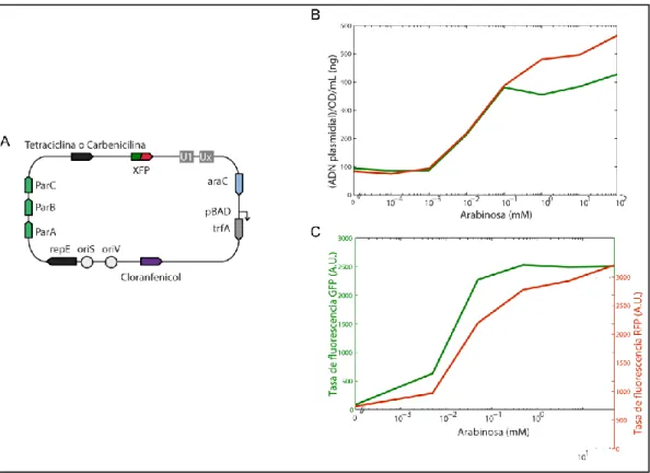 Figura  4-5:  Plásmido  desarrollado  con  número  de  copias  inducible  por  arabinosa