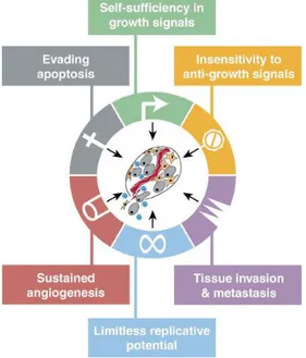 Ilustración 5. Capacidades adquiridas en el proceso de la oncogénesis responsables de la transformación a un  fenotipo maligno