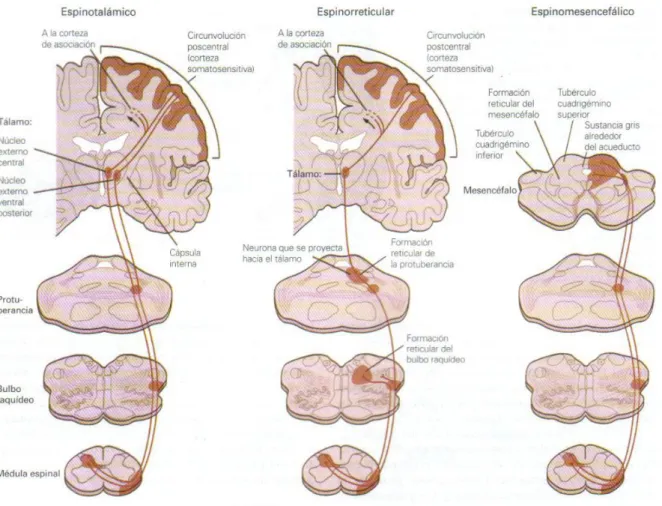 Figura 7. Representación de las vías ascendentes.   Extraída de: Kandel et al (19). 