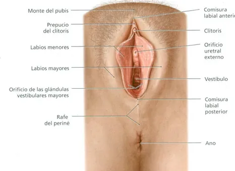 Figura 1.2. Órganos genitales externos. Extraído de Gilroy, AM.(8) 