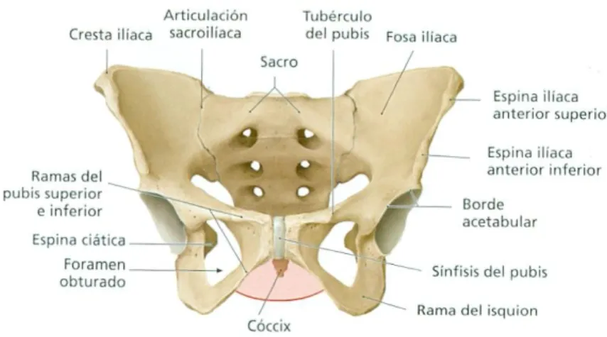 Figura 1.5. Estructura ósea de la pelvis. Extraído de Gilroy, AM (8). 