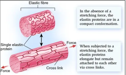 Figure 1-2: Elastic fibers in arteries (Elastic fibers are made of elastin, 2012)  b)  Collagen 
