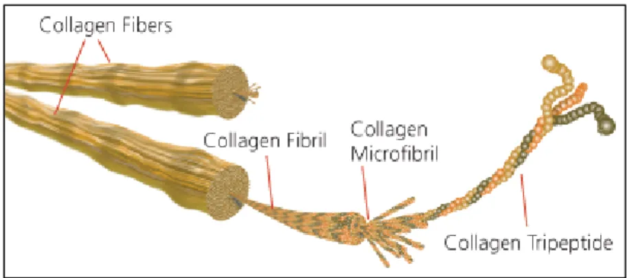 Figure 1-3: Collagen fibers structure (Collagen, n.d.)  1.2.3 Coronary Circulation  