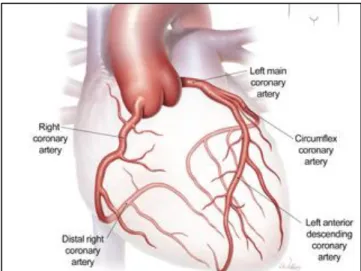 Figure 1-4: Coronary arteries in the heart. (Weldon, n.d.)   1.3     Artery diseases 