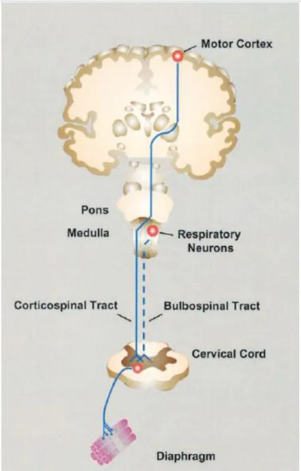 Figura 1.9-1 Vías neuronales descendentes reguladoras de la respiración 