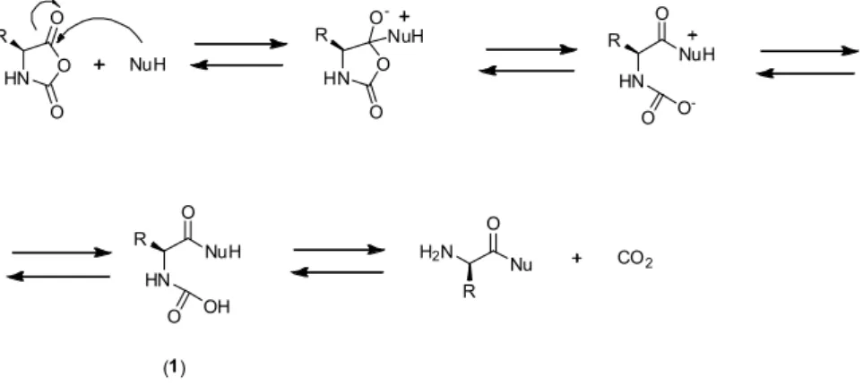Figure 7. Structure and reactive centers in α-amino acid N-carboxyanhydrides. 