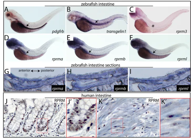 Fig 6. Expression of rprm genes during zebrafish gut development and human intestinal tissue