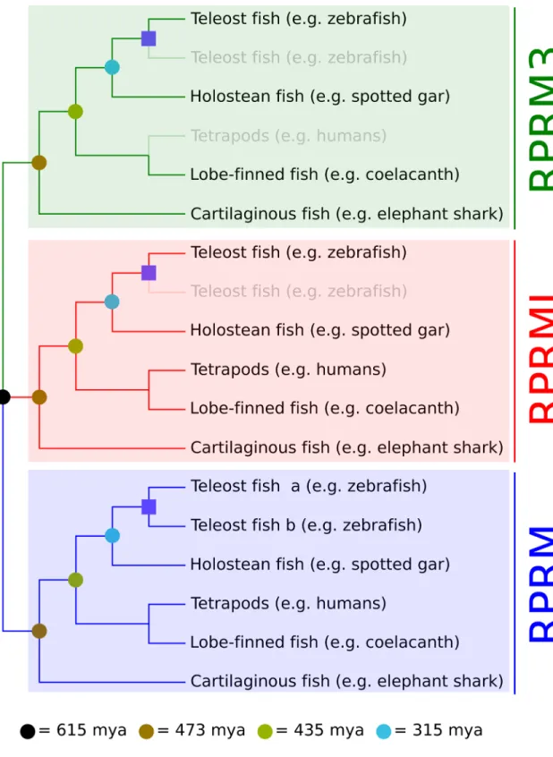Fig 1. Evolutionary history of the reprimo gene family in gnathostome vertebrates. Reprimo genes (RPRM, RPRML and RPRM3) diversified as a product of the two rounds of whole genome duplication occurred in the last common ancestor of vertebrates