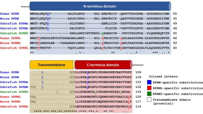 Fig 2. RPRM protein family multiple sequence alignment. The N-terminus of the proteins shows most of the sequence variance and insertions, while the C-terminus is greatly conserved