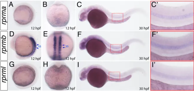 Fig 3. rprm expression patterns during early embryogenesis. (A-I) The expression patterns of rprma, rprmb and rprml were visualized by whole-mount in situ hybridization (WISH) during zebrafish embryonic development