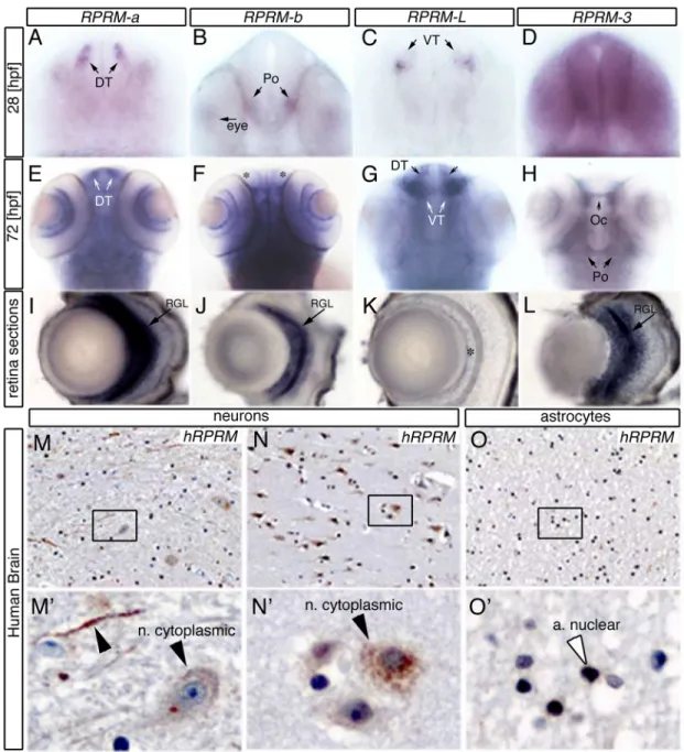 Fig 4. RPRM expression patterns are conserved between zebrafish and human brain. (A-D) RPRM expression patterns were examined using whole-mount in situ hybridization in wild-type embryos at 28 and (E-H) 72 hours  post-fertilization [hpf]