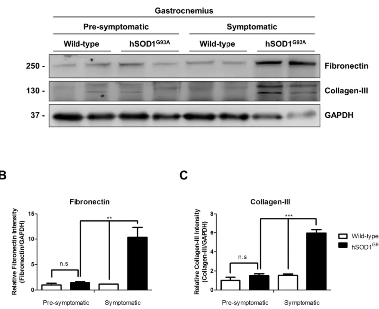 Fig 3. Extracellular matrix (ECM) components are augmented in gastrocnemius muscle from symptomatic hSOD1 G93A mice