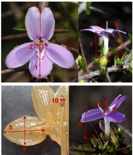 Figura  1.  Variables  morfométricas  medidas  en  flores  de  Oplonia  nannophylla:  1)  diámetro  de  la  corola,  2  y  3)  apertura  de  la  corola  (horizontal  y  vertical,  respectivamente),  4)  longitud  del  tubo  floral,  5)  largo  del  pétalo 