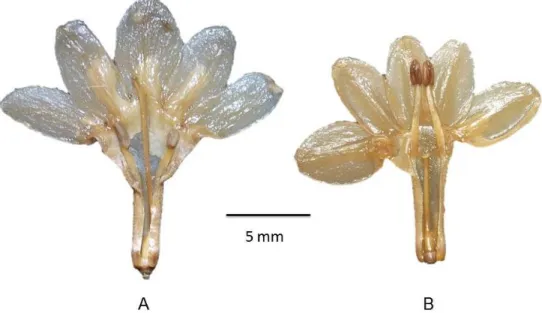 Figura 5. Corte longitudinal de dos flores de O. nannophylla. A) flor longistila (morfo L) y B) flor brevistila (morfo S)