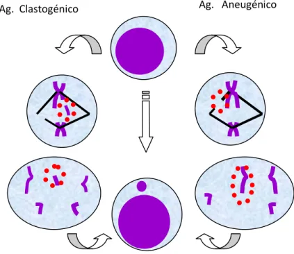 Figura 1. Origen citogenético de los MN 