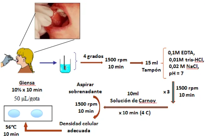 Figura 4. Esquema de protocolo de ensayo de MN en mucosa bucal  