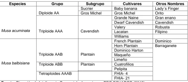 Tabla 1. Clasificación de las especies de banano y plátano cultivadas en Ecuador. 